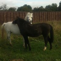 Julie Seaman Photo 14