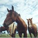 Connie Paddock Photo 3