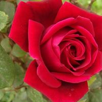 Edward Rose Photo 8