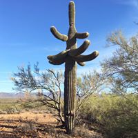 Linda Lazarus Photo 12