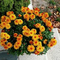 Anne Wagner Photo 24 Anne Wagner Photo 24