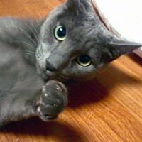 Howard Elliot Photo 1