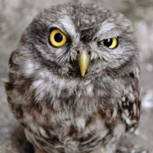 Laura Schulte Photo 37