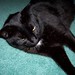 Harry Marino Photo 3