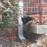 Curtis Mayfield Photo 31