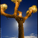 Joshua Parks Photo 31