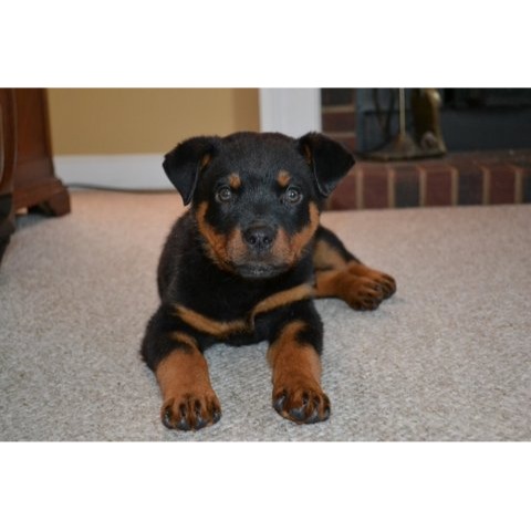 Patrick Osborne Photo 43 Patrick Osborne Photo 43