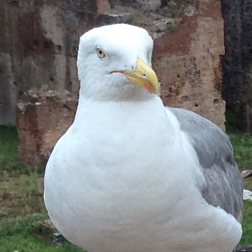 Robert Webb Photo 18