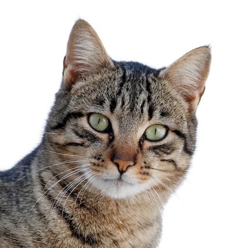 Robert Lindsay Photo 33 Robert Lindsay Photo 33