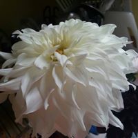 Cherie Rhoad Photo 3