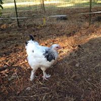 Candice Fuller Photo 11