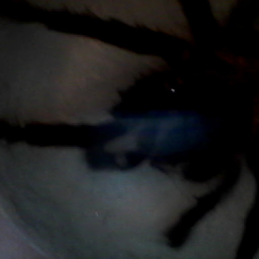 Jacob Shepherd Photo 11