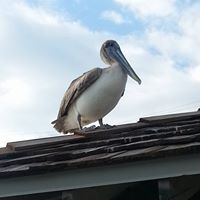 Cheryl Streeter Photo 5