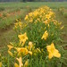 Susan Barth Photo 23