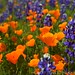 Robert Arvin Photo 12
