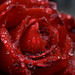Rose Rains Photo 9