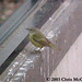 Chris Mcconnell Photo 7
