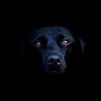 Frederick Wilkinson Photo 17