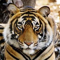 Teresa Mccullough Photo 8