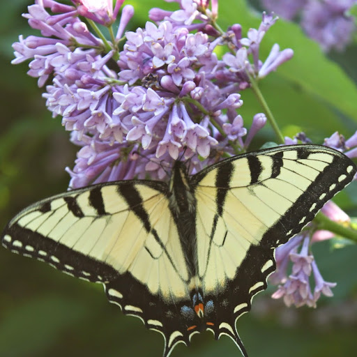 Janine Smith Photo 18