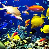 Jeffrey Carlisle Photo 15