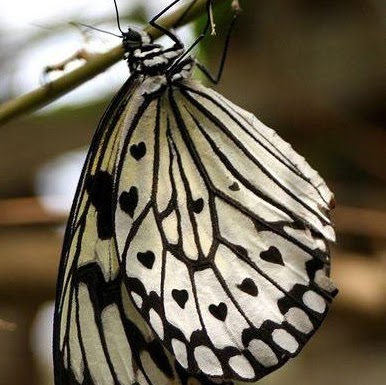 Carla Hanson Photo 19