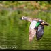 William Ingle Photo 9