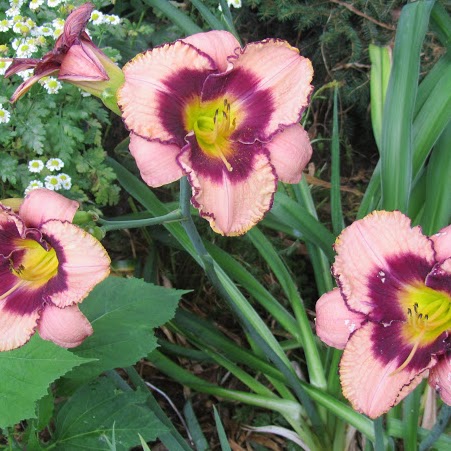 Alice Wilkinson Photo 14