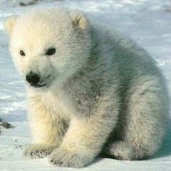 Victoria Chappell Photo 10