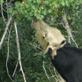 Debra Peterson Photo 39