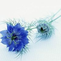 Janice Almeida Photo 15