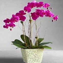 Nguyet Tran Photo 15