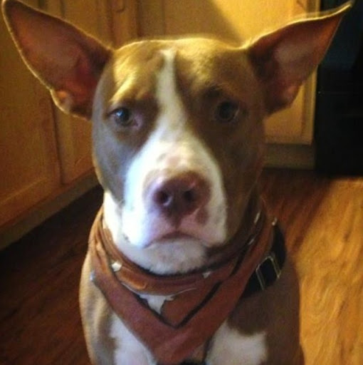 Jason Ellis Photo 30 Jason Ellis Photo 30