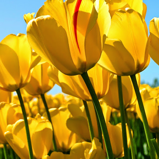 Diana Ayala Photo 38