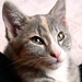 Pamela Summers Photo 23
