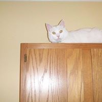 Francis Cassidy Photo 18