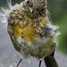 Robin Most Photo 6
