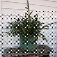 Joan Schultz Photo 18