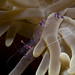 Susan Anemone Photo 8