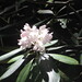 Laurel Carter Photo 33