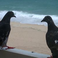 Pamela Swanson Photo 15