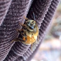 Susan Chapin Photo 35