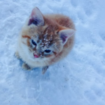 Shelley Feist Photo 2