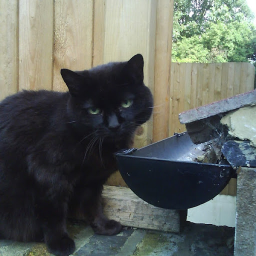 Julie Connelly Photo 6