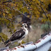 Megan Hawk Photo 10