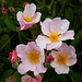 Kathleen Peach Photo 12