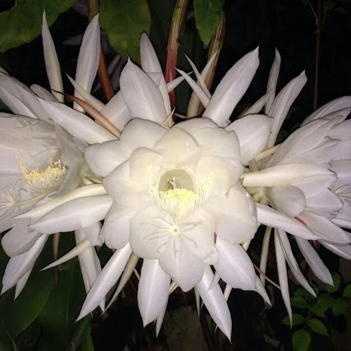 Julia Padgett Photo 10