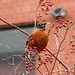 Robin Means Photo 2