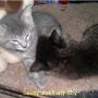 Lisa Walz Photo 14