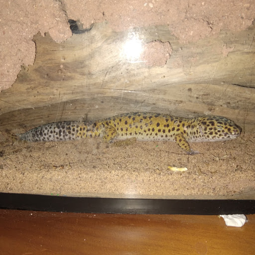 Scott Dobbs Photo 43